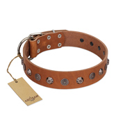 "Silver Age" Fashionable FDT Artisan Tan Leather Central Asian Shepherd Collar with Silver-Like Studs