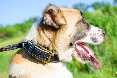 Padded Inside 2 Ply Leather Collar for Central Asian Shepherd Daily Walking