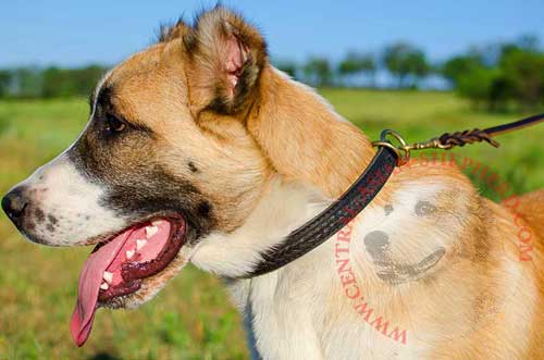 Braided Leather Choke Collar for Central Asian  Shepherd  Behvior Correction