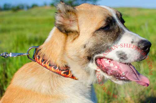Leather Collar Flames Painted for Central Asian Shepherd  Walking in Style