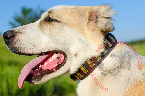 Leather Collar for Central  Asian Shepherd Training and Handling 