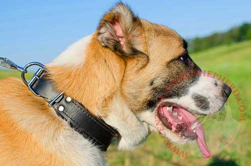 Padded Leather Collar for Central Asian  Shepherd Obedience Training