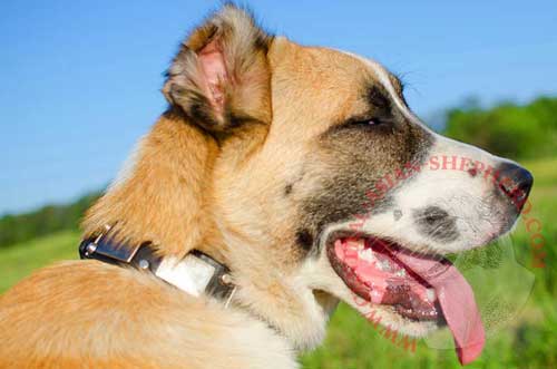 Leather Collar with Nickel Plates and Studs for Central Asian  Shepherd  Walking in Style