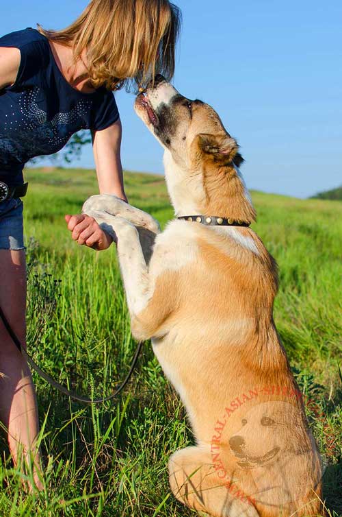 Leather Collar for Central Asian Shepherd Obedience Training