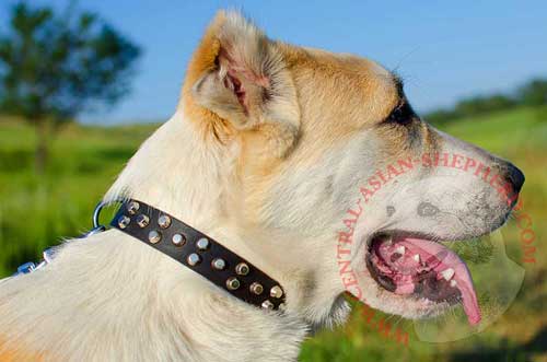 Fancy Leather Collar with Nickel Fittings for Central Asian  Shepherd Walking in Style