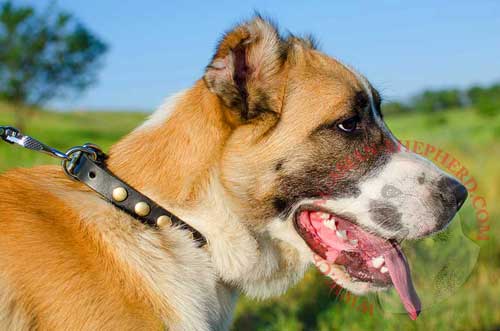 Leather Collar with circles for Central Asian Shepherd Walking in Style