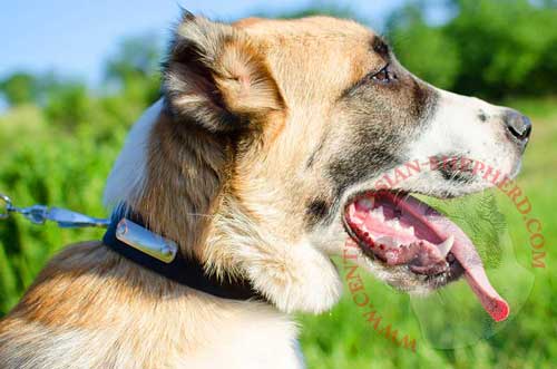 Leather Collar with Free Tag for Central Asian Shepherd Identification