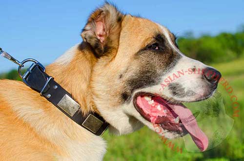 Leather Collar with Nickel Plates for Central Asian Shepherd  Walking in Style