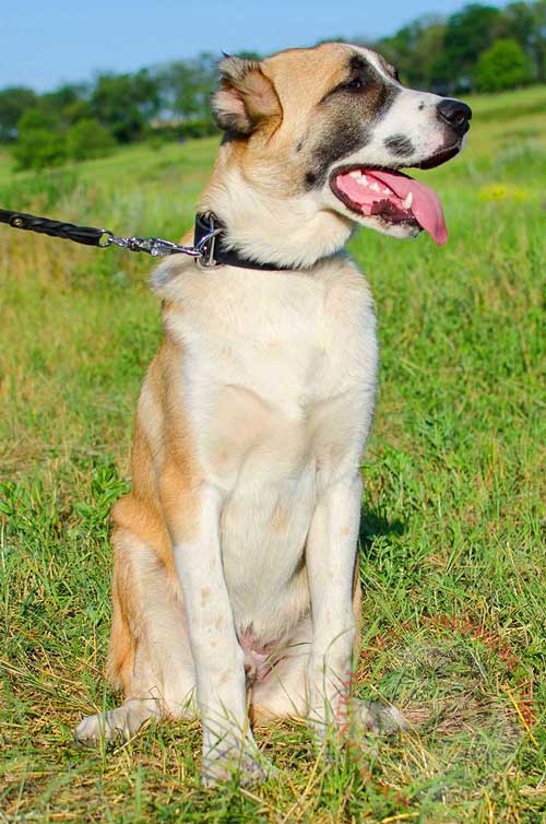 Leather Collar with Nickel Plates for Central Asian  Shepherd  Walking and Training