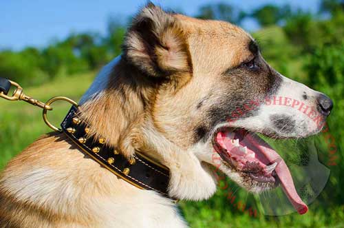 Leather Collar with Brass Spikes for Central Asian Shepherd Walking in Style