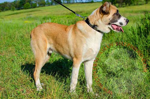 Central Asian Shepherd Nylon Collar with Fittings for Walking in Style