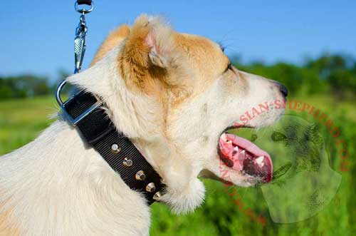 Nylon Collar with Nickel Studs for Central Asian Shepherd Walking in Style