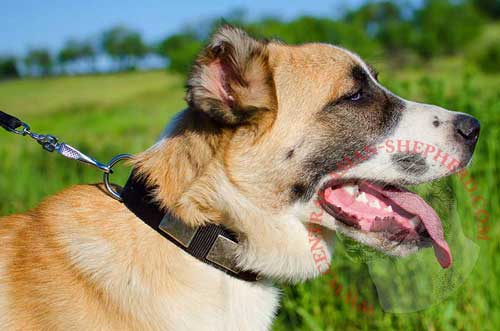 Nylon Collar with Silver-like Plates for Central Asian Shepherd Walking in Style