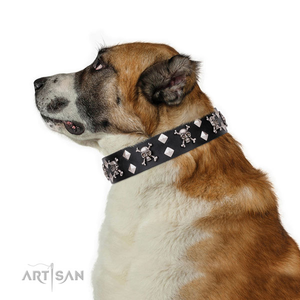 Comfy wearing studded dog collar of top notch natural leather