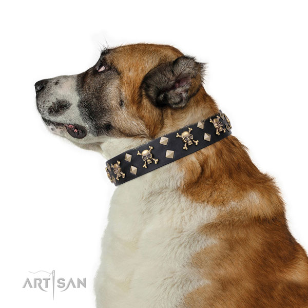 Everyday use embellished dog collar of best quality natural leather