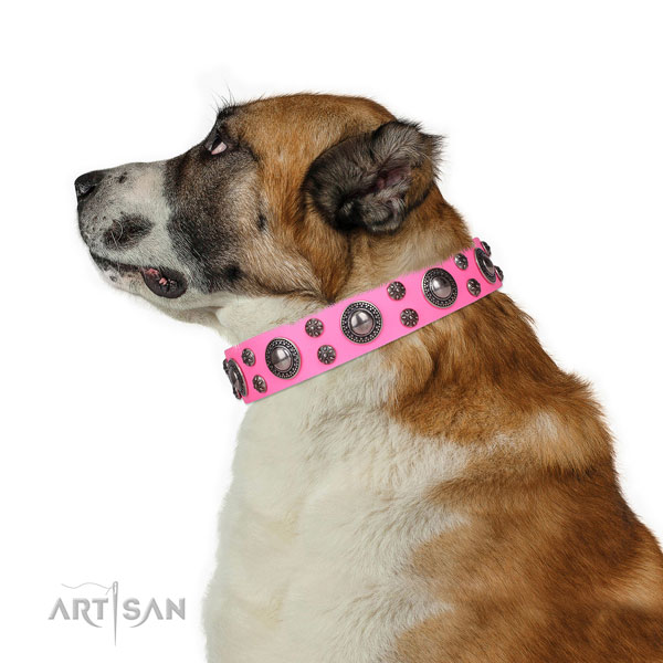 Everyday walking studded dog collar of high quality genuine leather