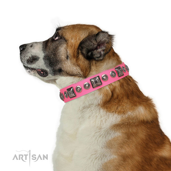Remarkable studded natural leather dog collar for basic training