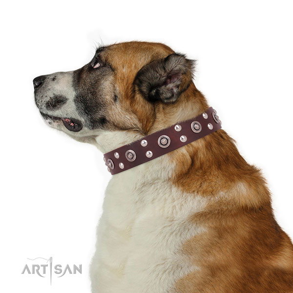 Comfy wearing studded dog collar made of quality natural leather
