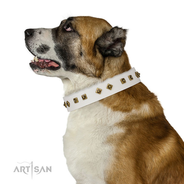 Trendy studs on comfy wearing dog collar