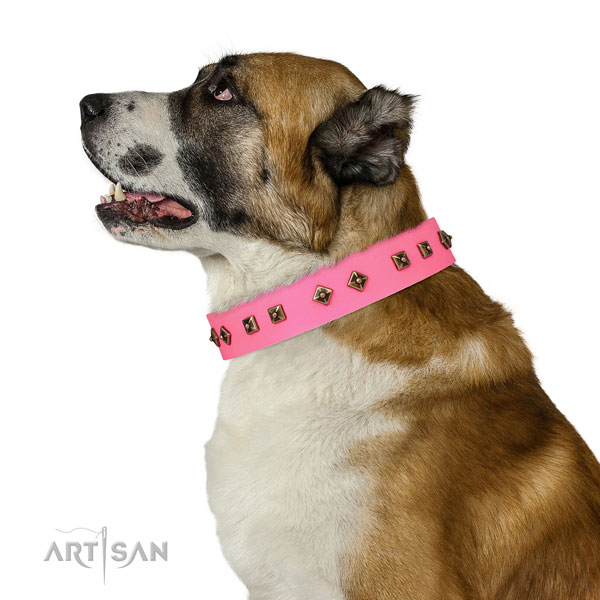 Awesome embellishments on walking dog collar