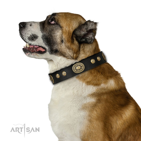 Exceptional decorations on everyday walking dog collar
