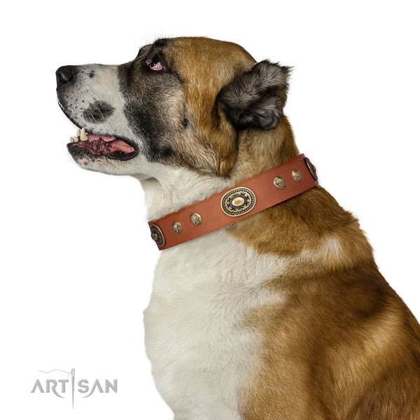 Awesome adornments on daily walking dog collar
