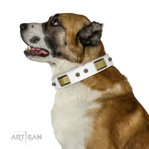Daily walking dog collar of natural leather with extraordinary studs