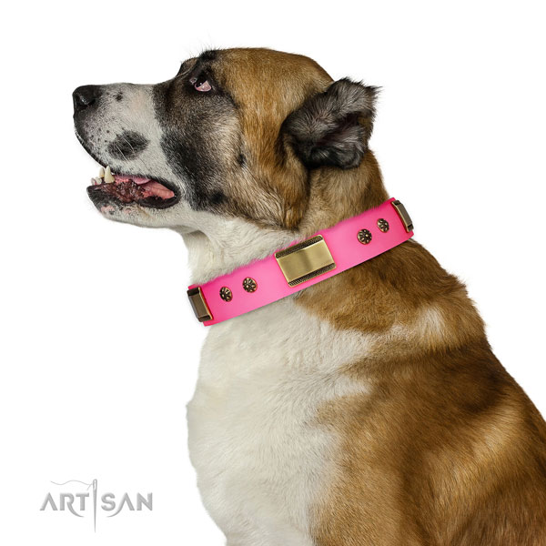 Daily walking dog collar of genuine leather with designer embellishments