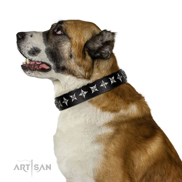 Comfy wearing adorned dog collar of fine quality genuine leather