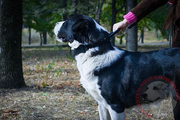 Central-Asian-Shepherd black leather collar of classy design with handle for daily activity