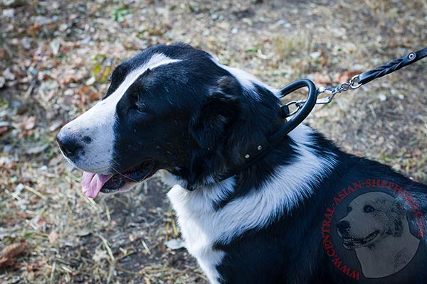 Central-Asian-Shepherd black leather collar with non-corrosive hardware for basic training