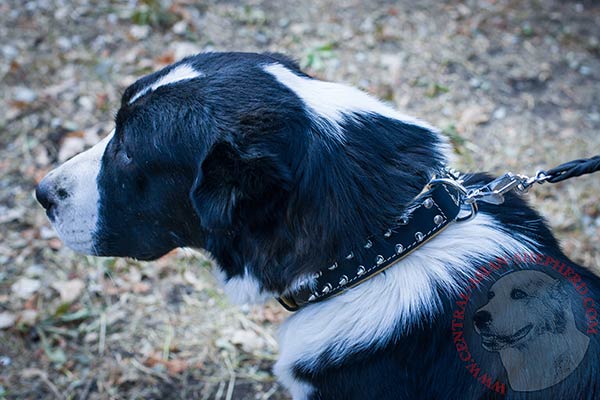 Central-Asian-Shepherd black leather collar with duly riveted spikes for better comfort