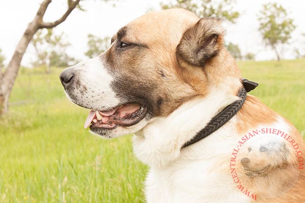 Central-Asian-Shepherd brown leather collar with reliable fittings for daily activity