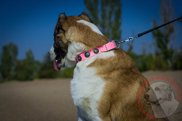 Central-Asian-Shepherd pink leather collar with reliable fittings for any activity
