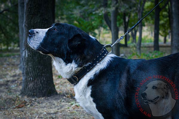 Central-Asian-Shepherd black leather collar with rust-resistant hardware for daily activity