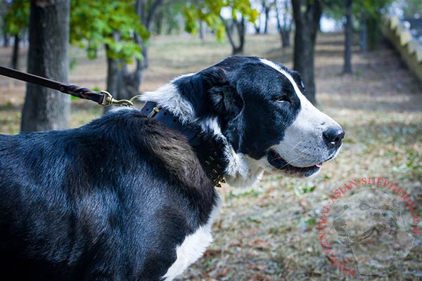 Central-Asian-Shepherd brown leather collar with rustless spikes for better comfort