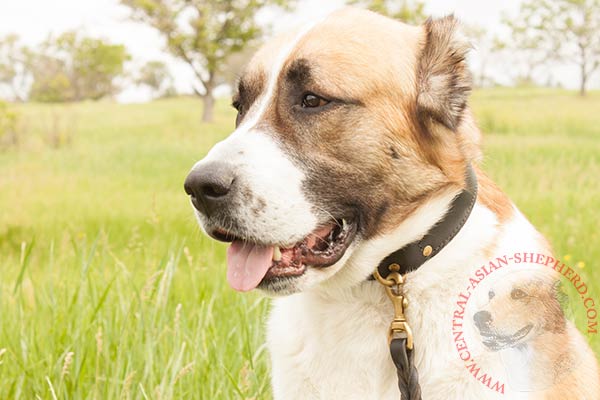 Central-Asian-Shepherd brown leather collar with rust-free hardware for walking