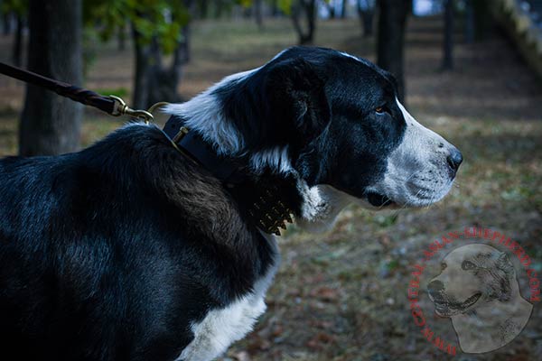 Central-Asian-Shepherd brown leather collar with rust-resistant hardware for stylish walks