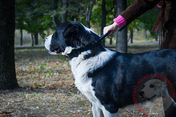 Central-Asian-Shepherd black leather collar of classic design with traditional buckle for quality control