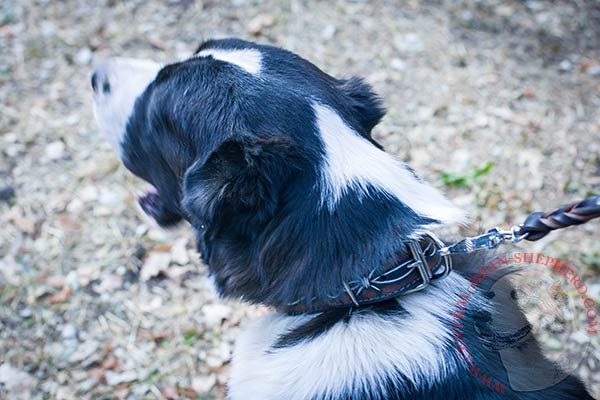 Central-Asian-Shepherd black leather collar with reliable hardware for walking in style