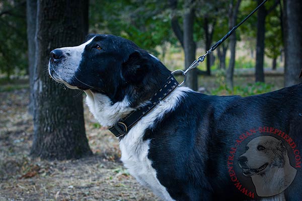 Central-Asian-Shepherd black leather collar with rustless spikes for walking in style