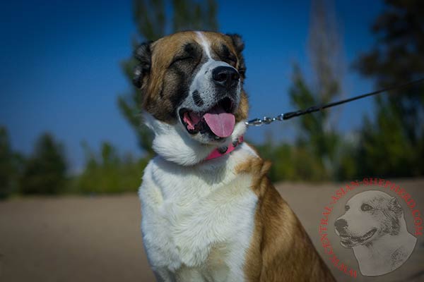 Central-Asian-Shepherd pink leather collar painted with d-ring for leash attachment for improved control