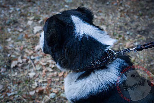 Central-Asian-Shepherd black leather collar with corrosion resistant nickel plated hardware for agitation training