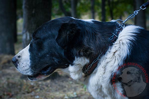 Central-Asian-Shepherd black leather collar with rustless hardware for walking