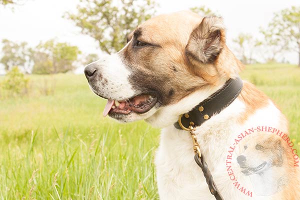 Central-Asian-Shepherd brown leather collar with rust-proof hardware for professional use