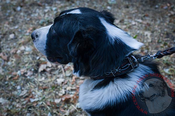 Central-Asian-Shepherd black leather collar with rust-resistant fittings for professional use