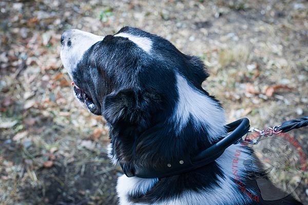 Central-Asian-Shepherd black leather collar with reliable handle for quality control