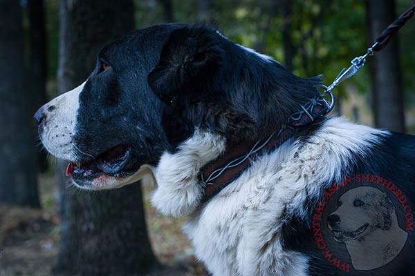 Central-Asian-Shepherd black leather collar of lightweight material with d-ring for leash attachment for stylish walks