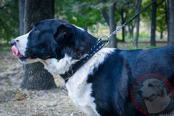 Central-Asian-Shepherd black leather collar of classic design with spikes for perfect control