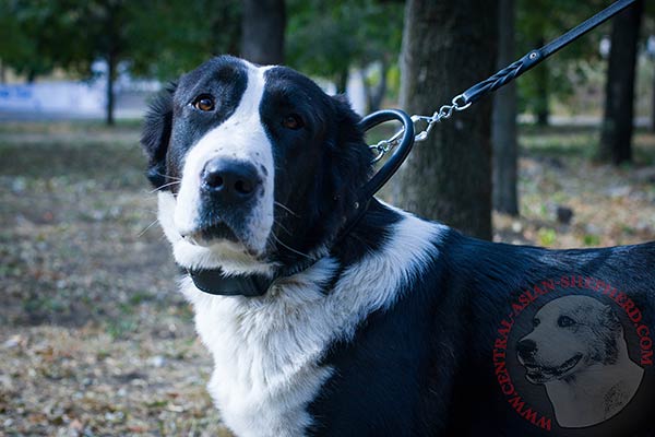 Central-Asian-Shepherd black leather collar with reliable fittings for walking in style